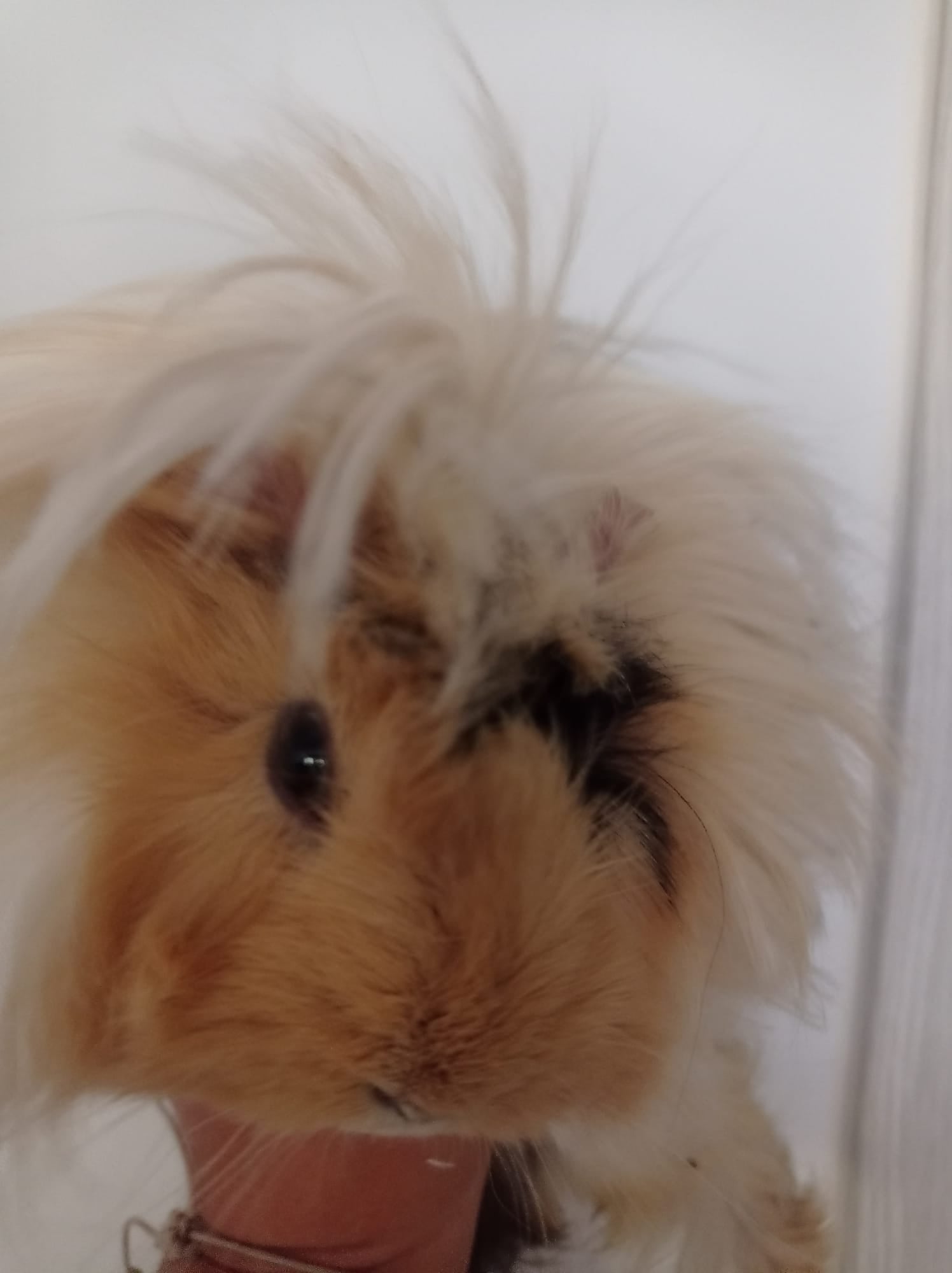 ❤️ Corazón Resina Artesanal Personalizado para Mascotas — Con Huella y Nombre