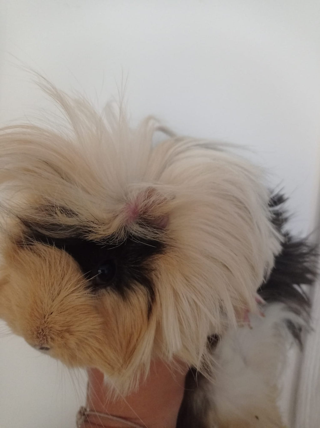 ❤️ Corazón Resina Artesanal Personalizado para Mascotas — Con Huella y Nombre